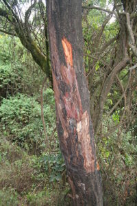 Afrikanischer Pflaumenbaum (Prunus africana) Bild