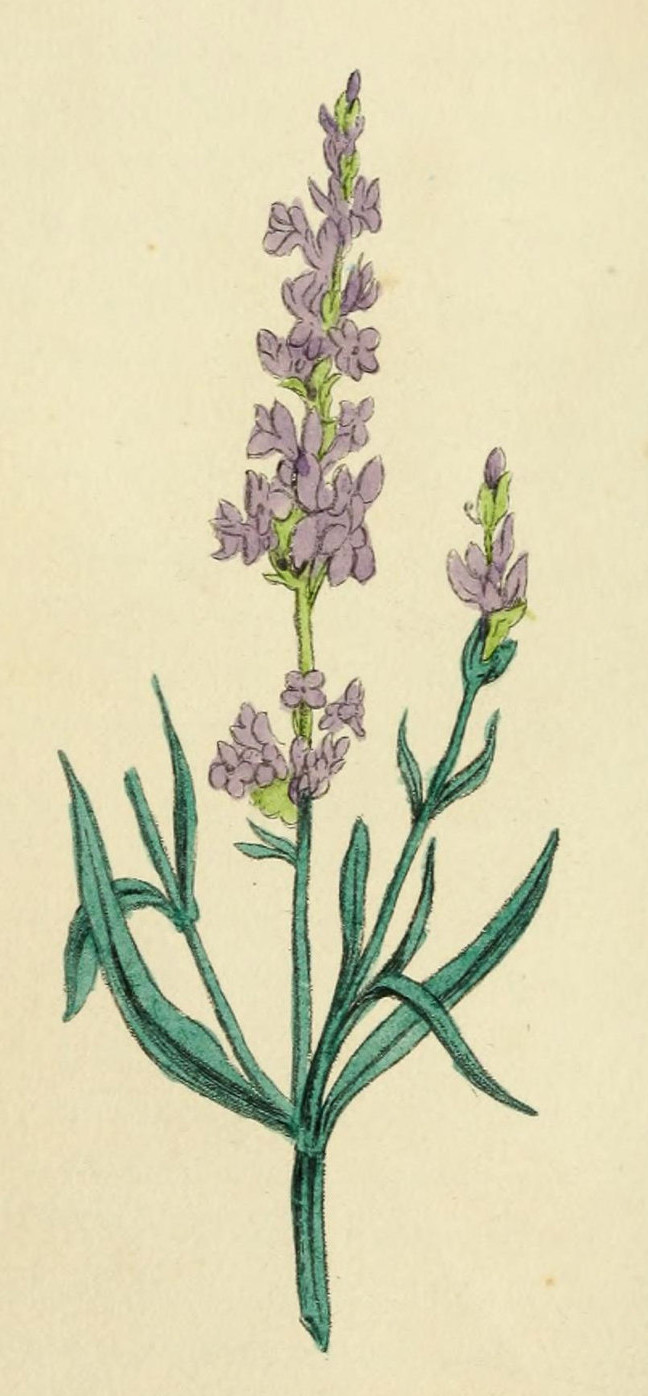 Lavendel Illustration