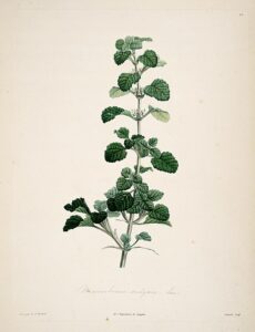 Andorn (Marrubium vulgare) Illustration