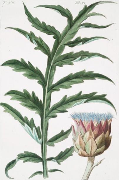 Artischocke (Cynara cardunculus) Illustration