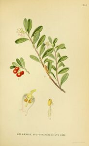 Bärentraubenblätter (Arctostaphylos uva-ursi) Illustration