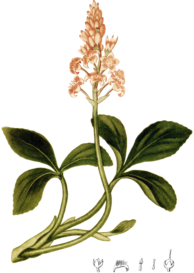 Bitterklee (Menyanthes trifoliata) Illustration