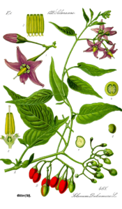 Bittersüß (Solanum dulcamara) Illustration