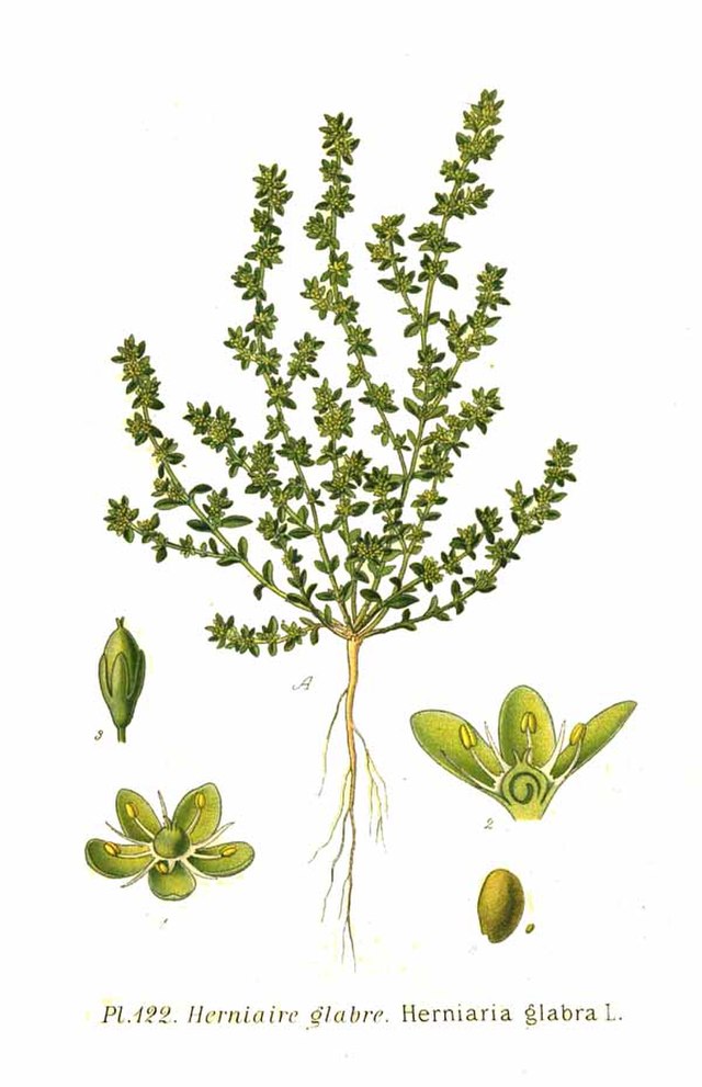 Bruchkraut (Herniaria glabra) Illustration