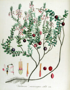 Cranberry Illustration