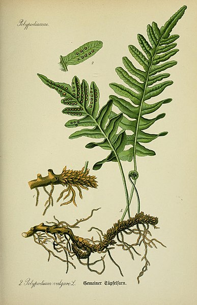 Engelsüß (Polypodium vulgare) Illustration