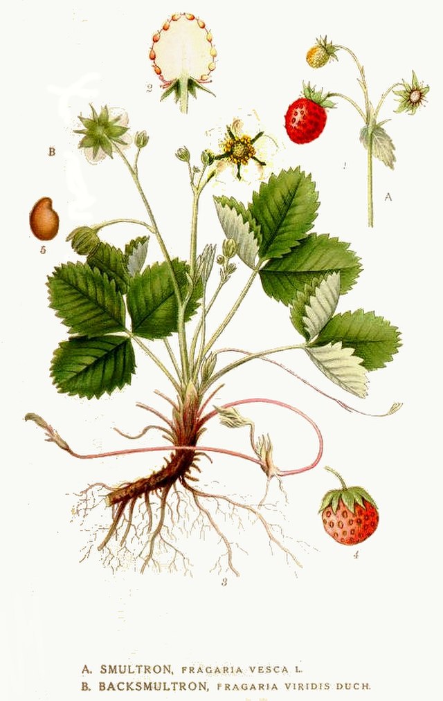 Erdbeere (Fragaria vesca) Illustration