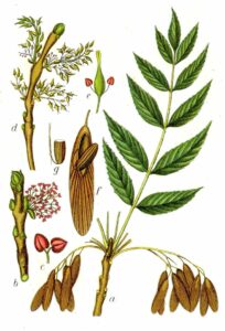 Esche (Fraxinus excelsior) Illustration