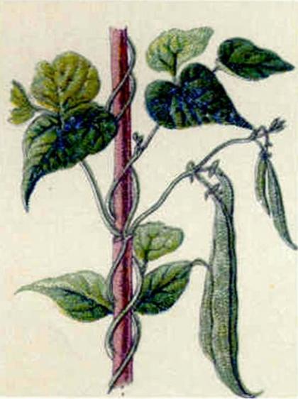 Gartenbohnen (Phaseolus vulgaris) Illustration