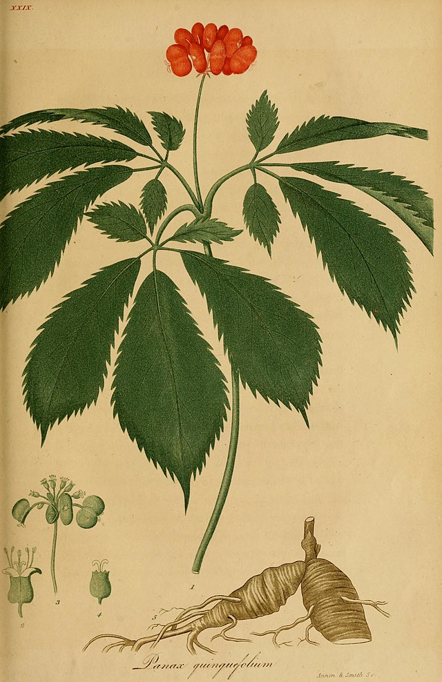 Ginseng (Panax ginseng) Illustration