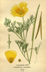 Goldmohn (Eschscholzia california) Illustration