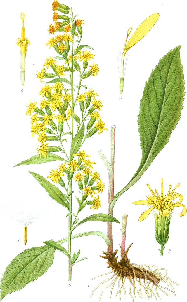 Goldrute (Solidago virgaurea) Illustration