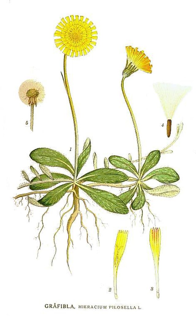 Kleines Habichtskraut (Hieracium pilosella ) Illustration