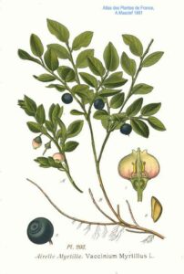 Heidelbeere (Vaccinium myrtillus) Illustration
