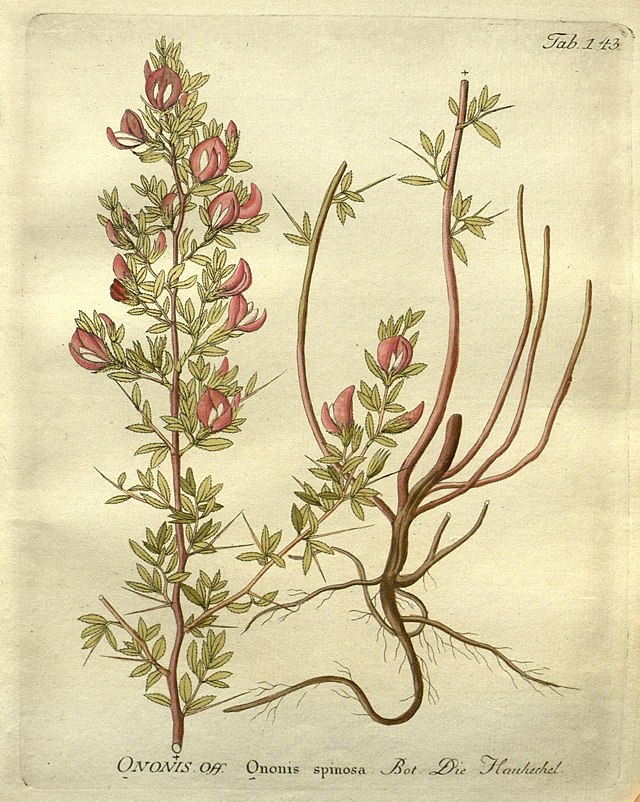 Heuhechel (Ononis spinosa) Illustration