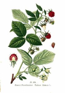 Himbeere (Rubus idaeus) Illustration