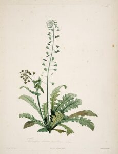 Hirtentäschel (Capsella bursa-pastoris) Illustration