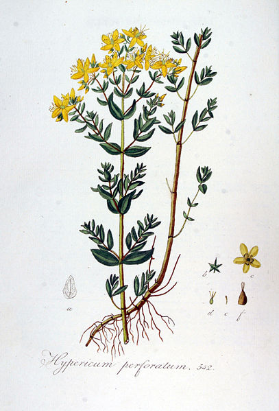 Johanniskraut Illustration