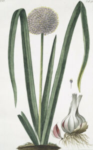 Knoblauch (Allium sativum) Illustration