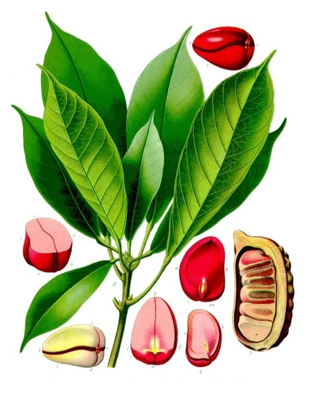 Kolabaum (Cola acuminata ) Illustration