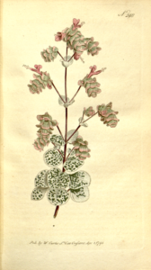 Kretisches Dostenkraut (Origanum dictamnus) Illustration