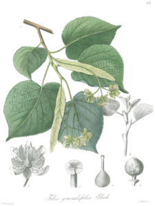 Linde (Tilia platyphyllos) Illustration
