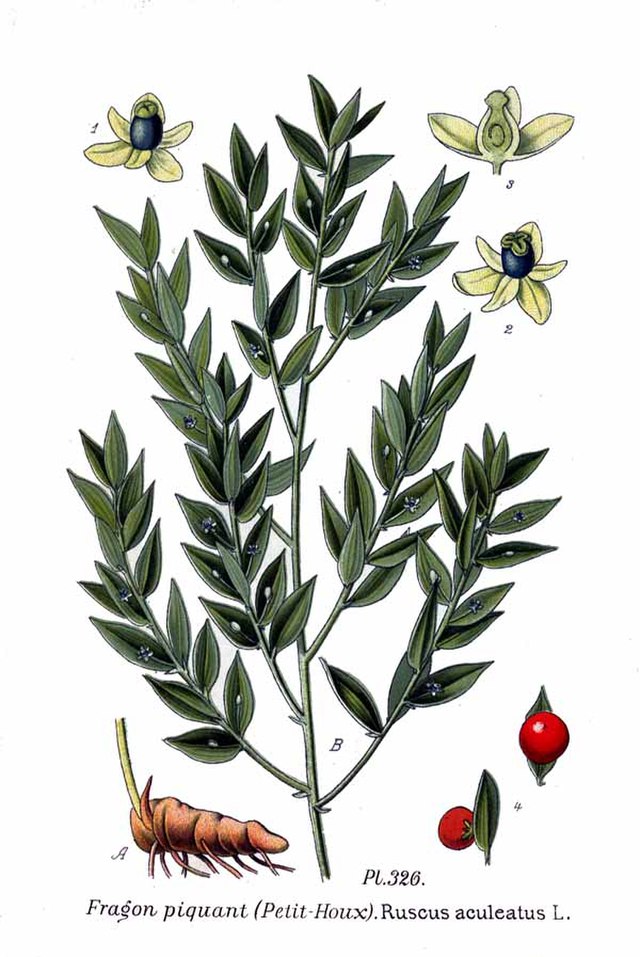 Mäusedron (Ruscus aculeatus) Illustration
