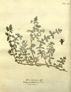 Majoran (Origanum majorana) Illustration
