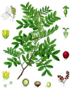 Mastrix (Pistacia lentiscus) Illustration