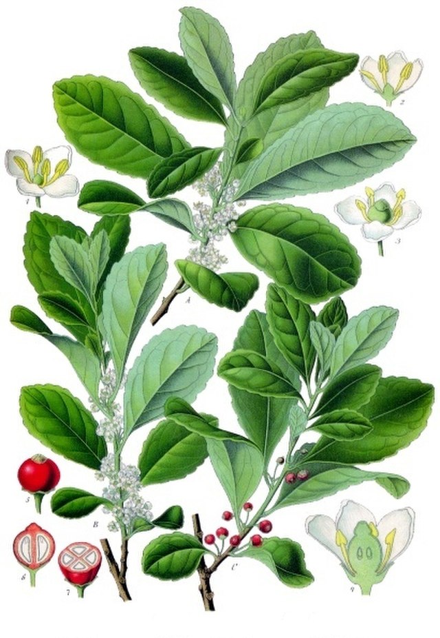 Mate (Ilex paraguariensis) Illustration