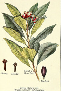 Nelke (Syzygium aromaticum) Illustration