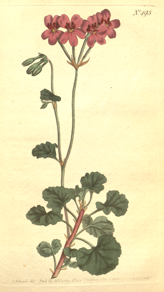 Pelargonie (Pelargonium reniforme) Illustration