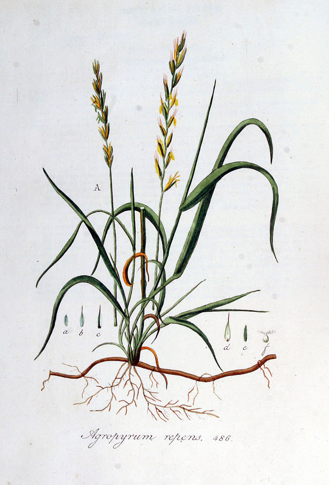 Quecke (Agropyron repens) Illustration