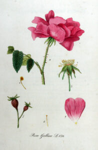 Rose (Rosa gallica) Illustration