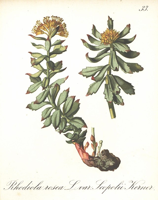 Rosenwurz (Rhodiola rosea) Illustration
