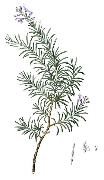 Rosmarin ( Rosmarinus officinalis ) Illustration