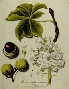 Rosskastanie (Aesculus hippocastanum) Illustration