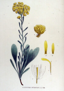 Ruhrkraut (Helichrysum arenarium) Illustration