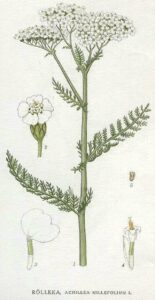 Schafgarbe (Achillea millefolium) Illustration