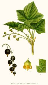 Schwarze Johannisbeer (Ribes nigrum) Illustration