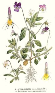 Stiefmütterchen (Viola tricolor; Viola arvensis) Illustration