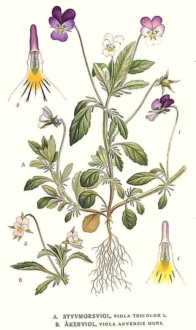 Stiefmütterchen (Viola tricolor; Viola arvensis) Illustration