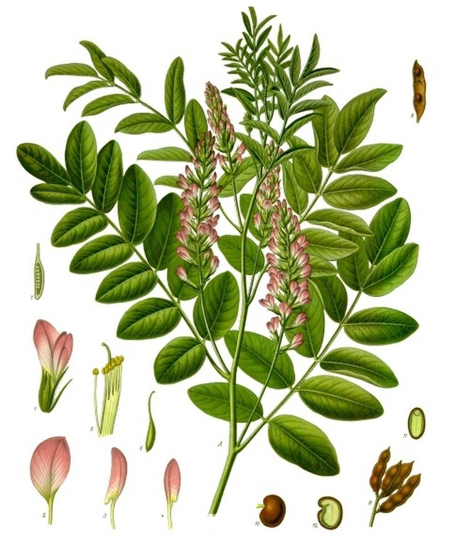 Süßholz (Glycyrrhiza glabra) Illustration