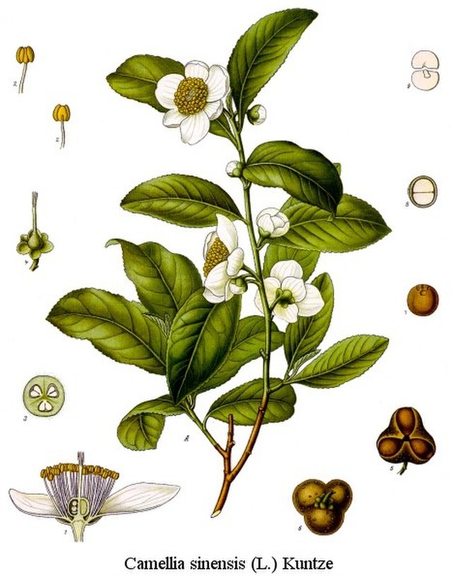 Grüntee (Camellia sinensis) Illustration