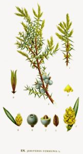 Wacholder (Juniperus communis) Illustration