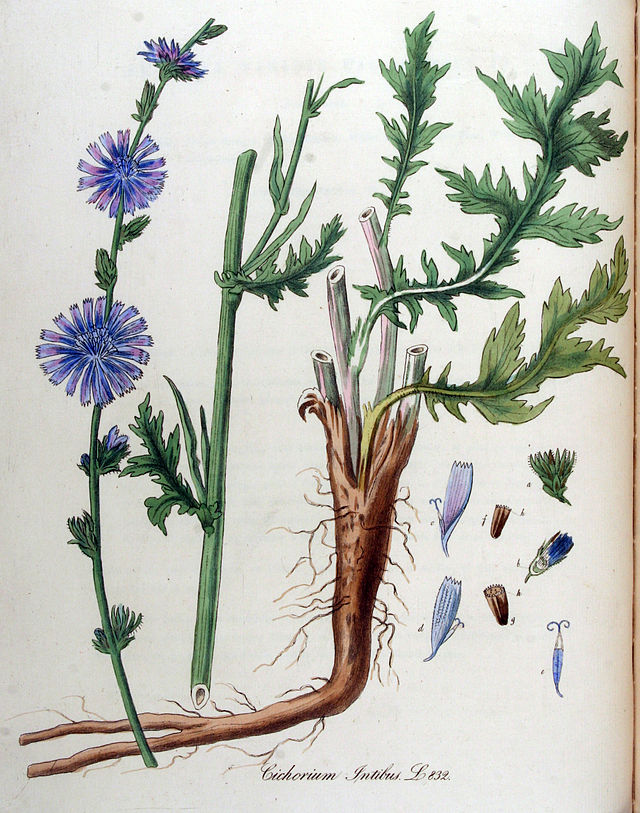 Wegwarte (Cichorium intybus) Illustration