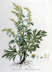 Wermut (Artemisia absinthium) Illustration