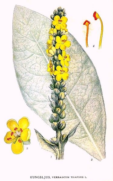 Wollblume (Verbascum thapsus) Illustration