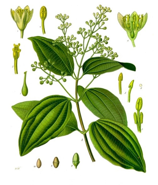 Zimt (Cinnamomum verum) Illustration
