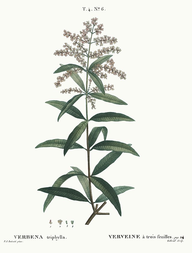 Zitronenverbene (Verbena triphylla) Illustration